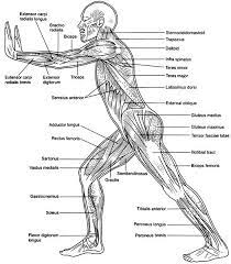 Cheap painting & calligraphy, buy quality home & garden directly from china suppliers:muscular system anatomical poster muscle anatomy chart anatomical chart human body educational for human anatomy poster enjoy free shipping worldwide! Printable Human Body Muscles Diagram Human Muscle Anatomy Muscle Anatomy Anatomy Coloring Book