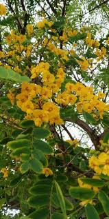 Image result for Tipuana