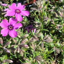The fully mature blooms could look like some varieties of either phlox or dianthus. Perennial Picks Of The Week The Good Earth Garden Center