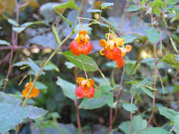Image result for Impatiens  capensis