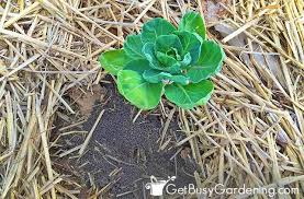 When you're starting your first vegetable garden, take a little time and watch the sun move across your yard. Fertilizing Your Vegetable Garden Everything You Need To Know