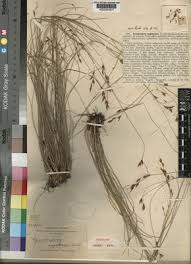 Image result for Rhynchospora brownii
