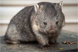 Image result for Common wombat