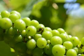 Diseases Of Grape | Ppt