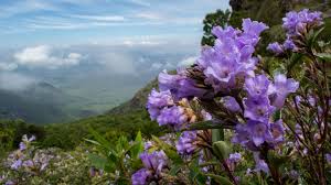 If you want to browse the world of flowers and learn. Neelakurinji The Wonder Flower To Bloom After 12 Years Kerala Will Soon Turn Blue