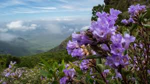 American bellflower codonopsis chinese bellflower. Neelakurinji The Wonder Flower To Bloom After 12 Years Kerala Will Soon Turn Blue