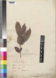 Image result for Bivinia jalbertii