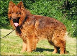 The Abcs Of Owning A Liver German Shepherd 10 Faqs Answered Healthy Homemade Dog Treats