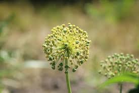 Carl ott | letzte aktualisierung: á… Knoblauch Pflanzen Und Ernten Im Garten 16 Tipps Die Ihnen Helfen
