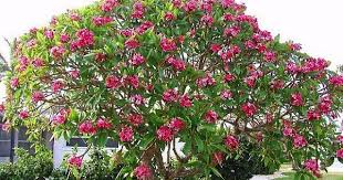 I Wish I Could Grow A Plumeria Tree Like This In Texas Exotische Pflanzen Blumenbaum Baume Pflanzen