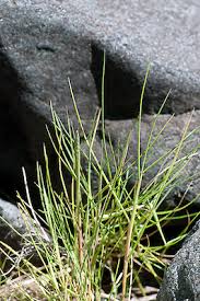 Image result for Paspalum vaginatum