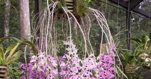 Pendant Dendrobium Culture Dendrobium Superbum Anosmum Different Color Forms Dendrobium Pierardii Quite A Lot Of Peo Orchids Culture Color