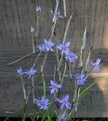 Image result for Moraea simulans