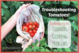 Purdue consumer horticulture resources latest indiana gardening articles from purdue in the grow articles get your questions answered here. How To Grow Tomatoes And Troubleshoot Common Growing Problems
