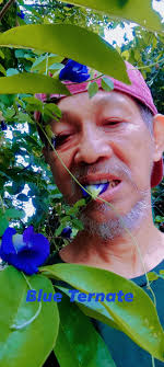 Benefits of blue ternate flowers for health