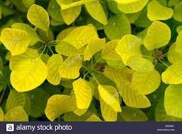 Maybe you would like to learn more about one of these? Stock Photo Cotinus Coggyria Golden Spirit Lime Green Leaves Foliage Shrub Shrubs Deciduous Tree Trees Shrubs Green Leaves Foliage