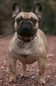 El bulldog francés es una raza de perro pequeña originaria de inglaterra, establecida como tal a finales del siglo xix. Bulldog Frances Wikipedia La Enciclopedia Libre