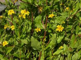 Image result for Guizotia