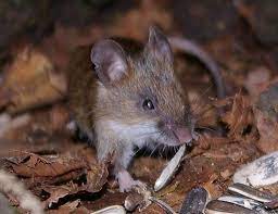 small japanese field mouse apodemus argenteus ネズミ ヒメ アカ