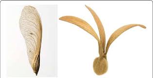 Maple seed (left) and triplaris samara seed (right) | Download ...