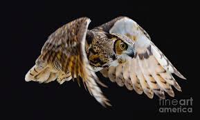 Flying great horned owl pictures. Great Horned Owl Flying Photograph By Cj Park