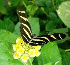 Las Mariposas Y Las Supersticiones