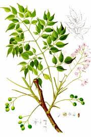Image result for Entandrophragma caudatum