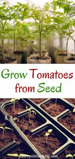 Jun 07, 2018 · determinate tomato plants are also known as bush tomatoes. How To Grow Tomatoes In Pots From Seed