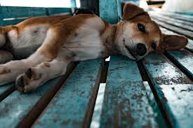 Described by our users as being shockingly accurate, you might discover careers you haven't thought of before. Animal Chiropractic Kali S Wish