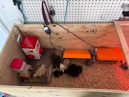 Chicken Coop Ideas & Everything Backyard Chicken