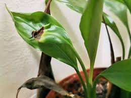 Humidity and temperatures for peace lilies. Why Do Peace Lily Leaves Turning Brown Plant Index