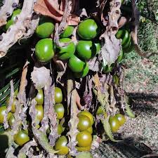 Image result for Cycas thouarsii