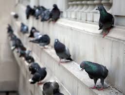 How to get rid of pigeons on your roof. Bird Pest Control Get Rid Of Nuisance Birds Pestech Ny
