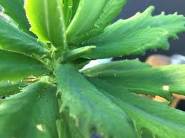 Image result for Monadenium torrei