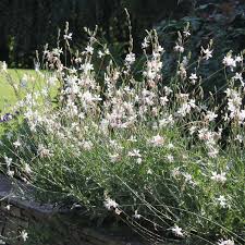 Check spelling or type a new query. Prachtkerze Gaura Lindheimeri Whirling Butterflies Weiss