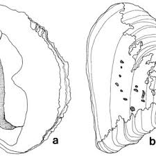 We are proud to take part in driving thailand's economy and. Pdf Description Of A New Species Of Thais Mollusca Neogastropoda Muricidae From Taiwan Based On Morphological And Allozyme Analyses