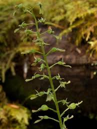 Image result for Lintonia nutans