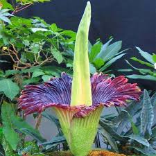 Egrow 10pcs Pack Corpse Flower Seeds Beautiful Flower Of Indonesia The World S Largest Flower Flower Seeds Corpse Flower Large Flowers
