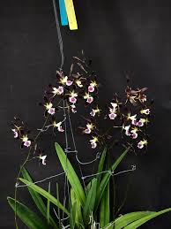 Image result for Solenangis