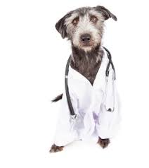 Understanding Blood Tests For Dogs Dog Lab Tests