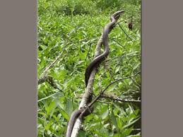 Check spelling or type a new query. Common Non Venomous Snakes In South Carolina Www Scliving Coop
