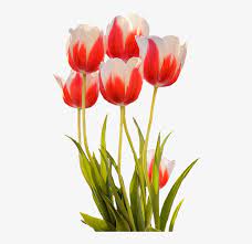 We did not find results for: Tulip Merah Musim Semi Bunga Gambar Bunga Tulip Mekar Transparent Png 508x720 Free Download On Nicepng