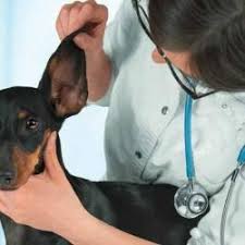 This is a great option for affordable pet care. Vets For Pets Clinic Pet Shops Book Appointment Online Pet Shops In Kothrud Pune Justdial