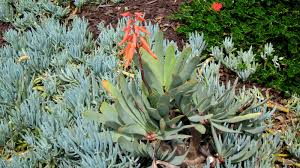 Image result for Senecio mariettae