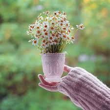Ben Senin En Cok Sesini Sevdim Bugulu Cogu Zaman Taze Bir Ekmek Gibi Once Aska Cagiran Sonra Dinlendiren Bana Her Zaman Dost Ana Rosa Flowers Red Geraniums