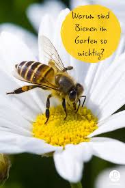 Bienen Im Garten Alles Was Sie Dazu Wissen Mussen Plantura Insects Animals Bee