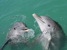Dazzled me when i saw catching fish their only goal took my breath away. Interspecific Aggression In Dolphins Noldus