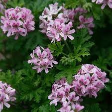 Image result for Pelargonium graveolens