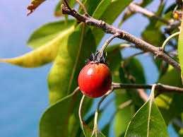 Image result for Mimusops elengi