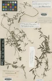 Image result for Rhynchosia congensis